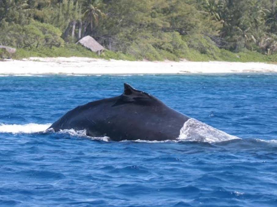 Green Lodge Moorea Temae Εξωτερικό φωτογραφία